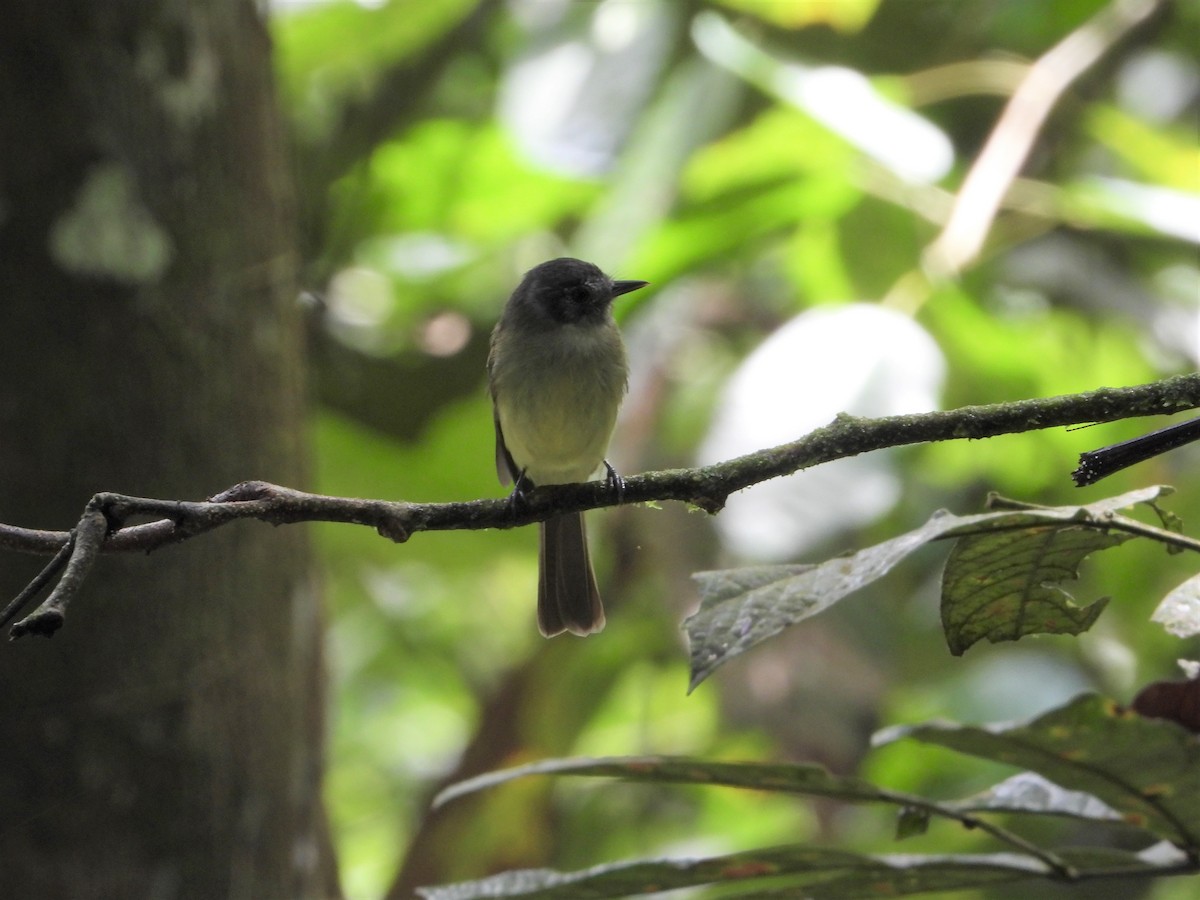 Slaty-capped Flycatcher - Ricardo  Sanchez