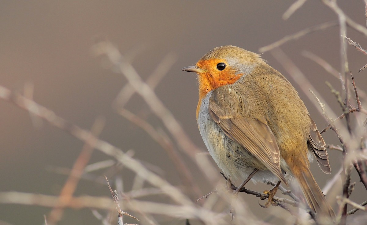 European Robin - ML398379071