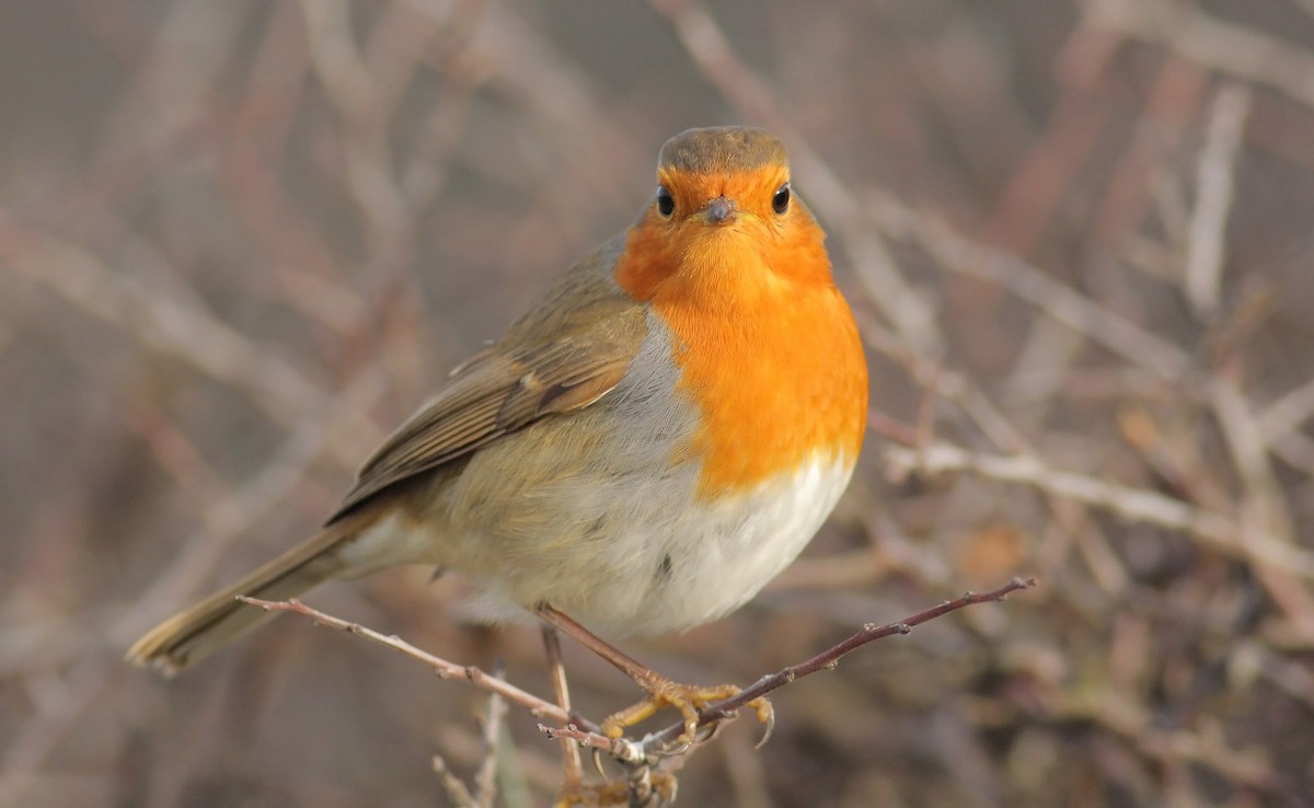 European Robin - ML398379131