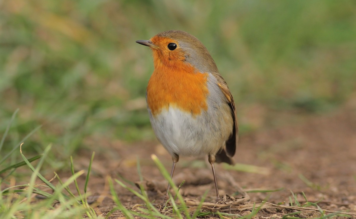 European Robin - ML398379161