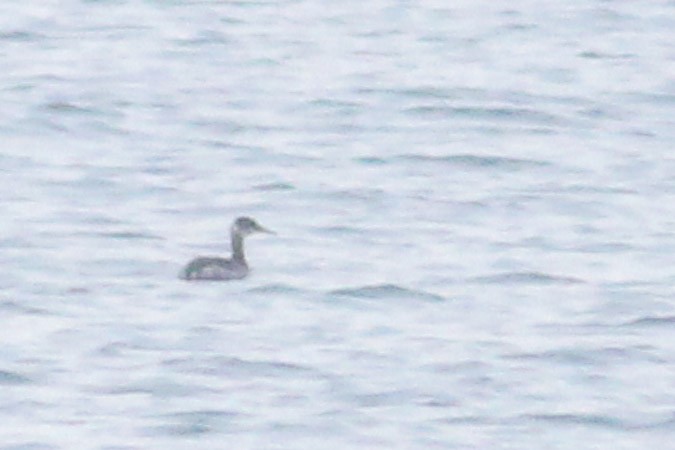 Red-necked Grebe - ML398379761