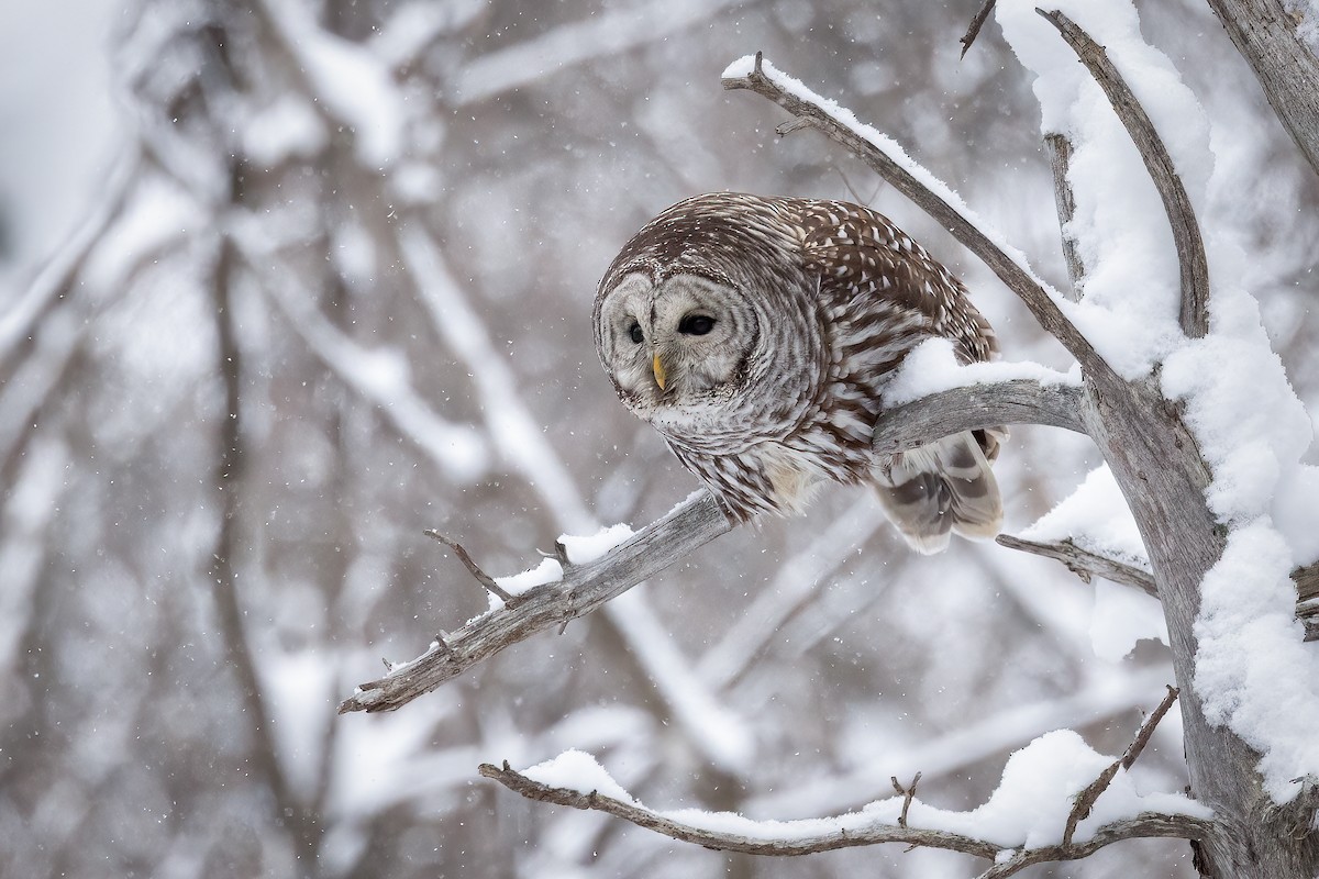 Barred Owl - Sheri Minardi