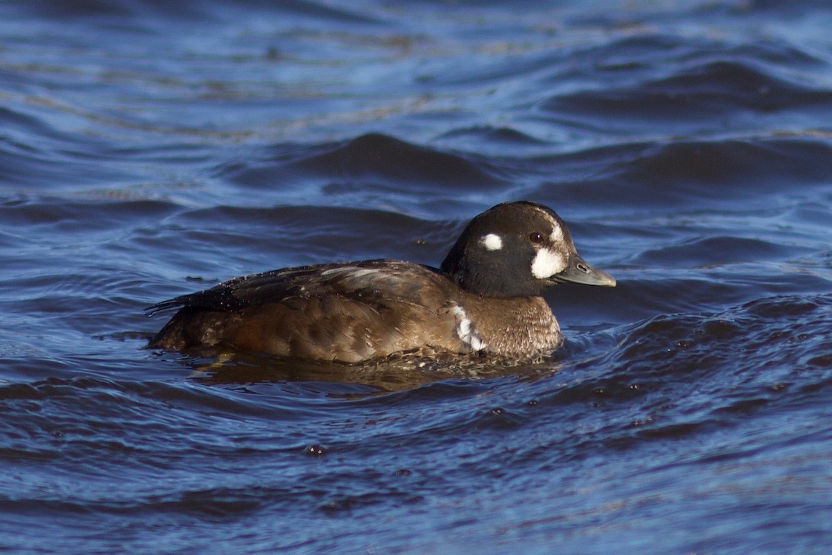 Harlequin Duck - François-Xavier Grandmont