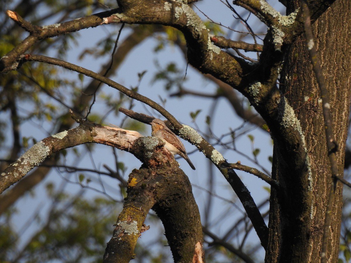 Eurasian Wryneck - John Garcia Ulloa