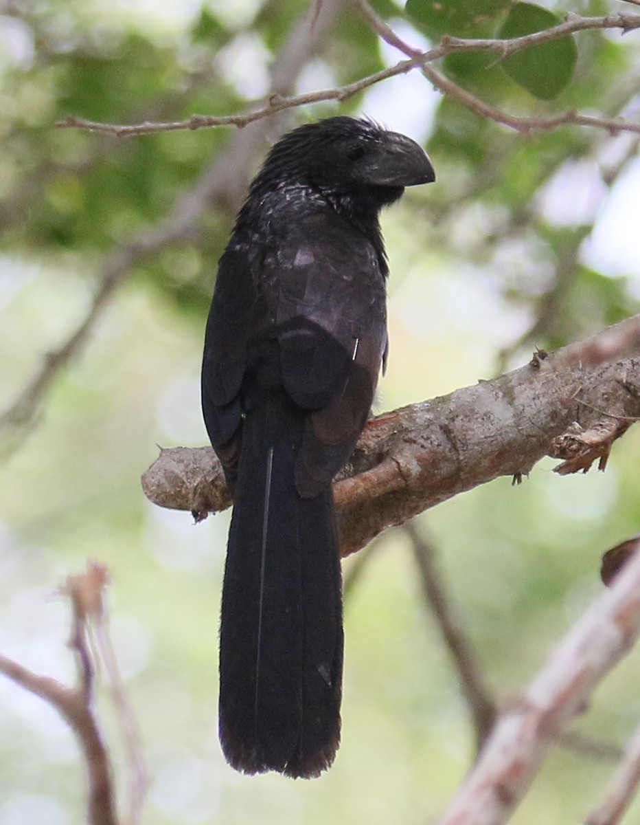 Groove-billed Ani - Jeffrey Anderson