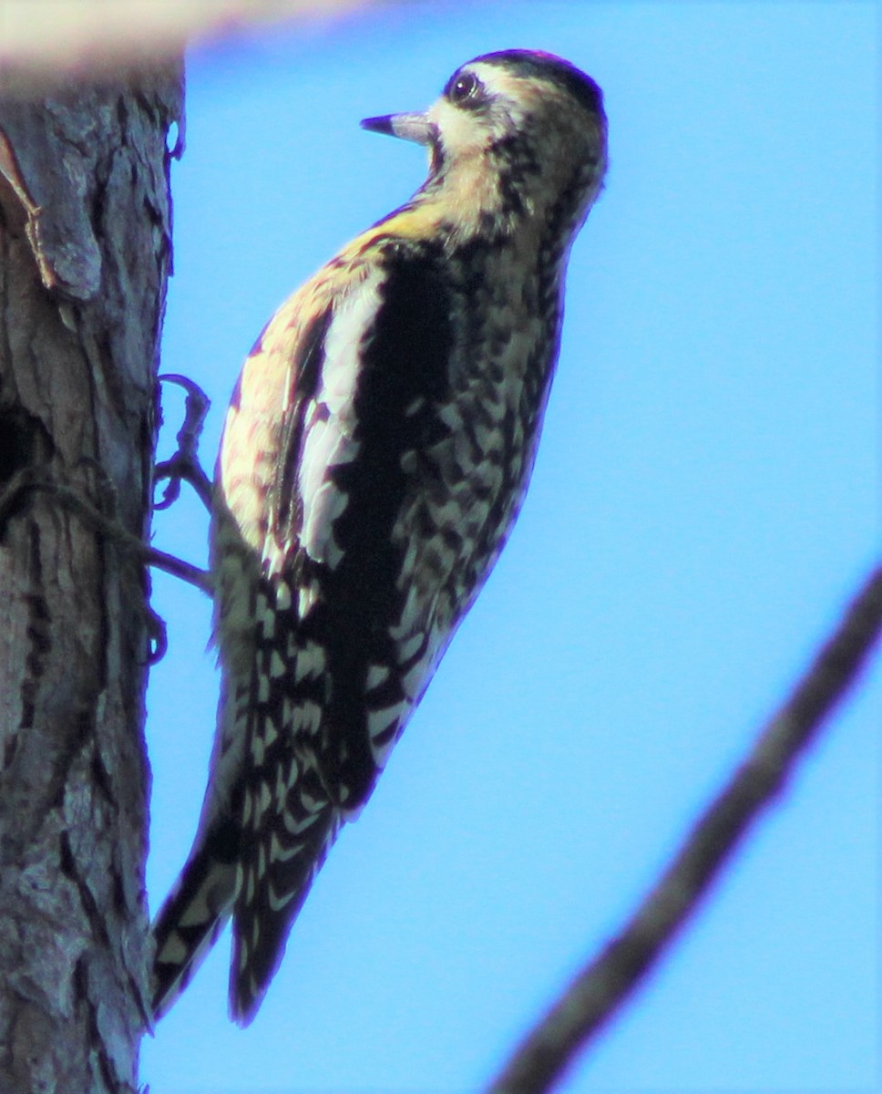 Yellow-bellied Sapsucker - ML398386381