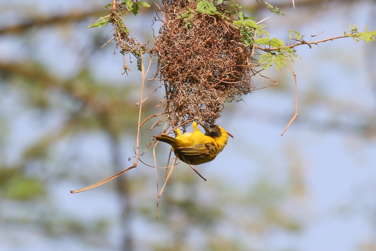 Little Weaver - ML398387851