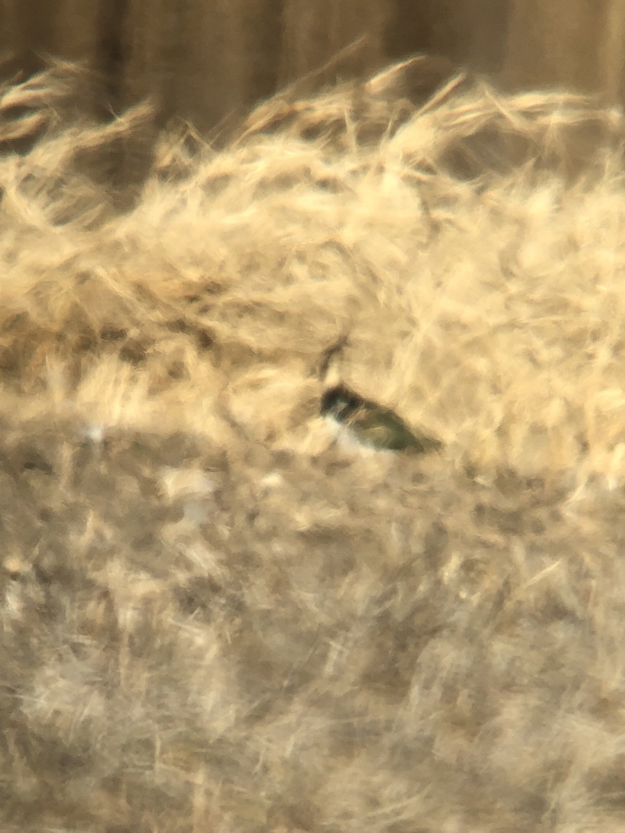 Pavoncella - ML398388691