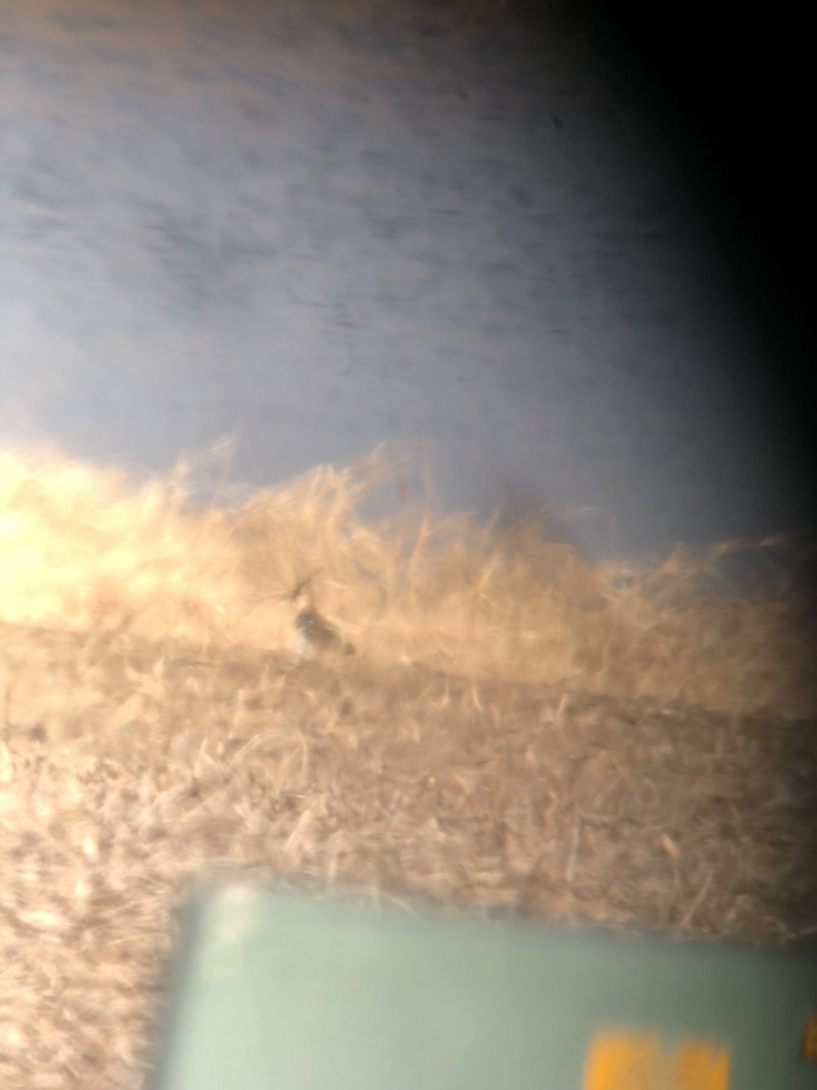 Pavoncella - ML398388711