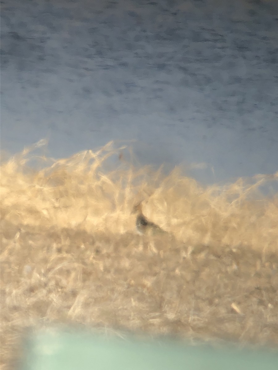 Pavoncella - ML398388721