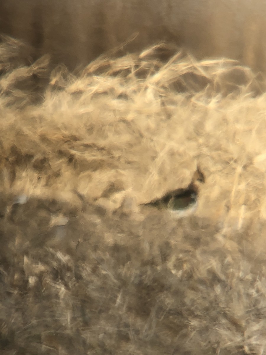 Pavoncella - ML398388731