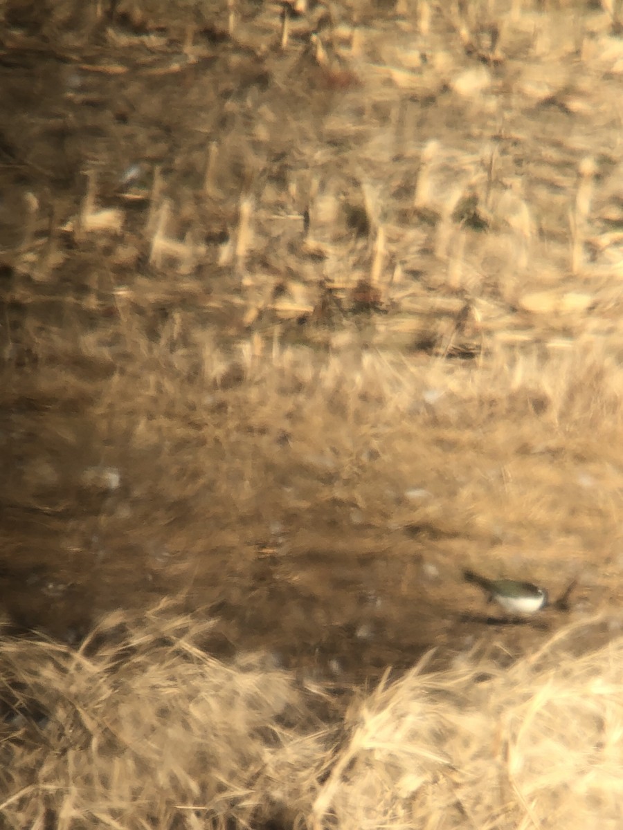 Pavoncella - ML398388761