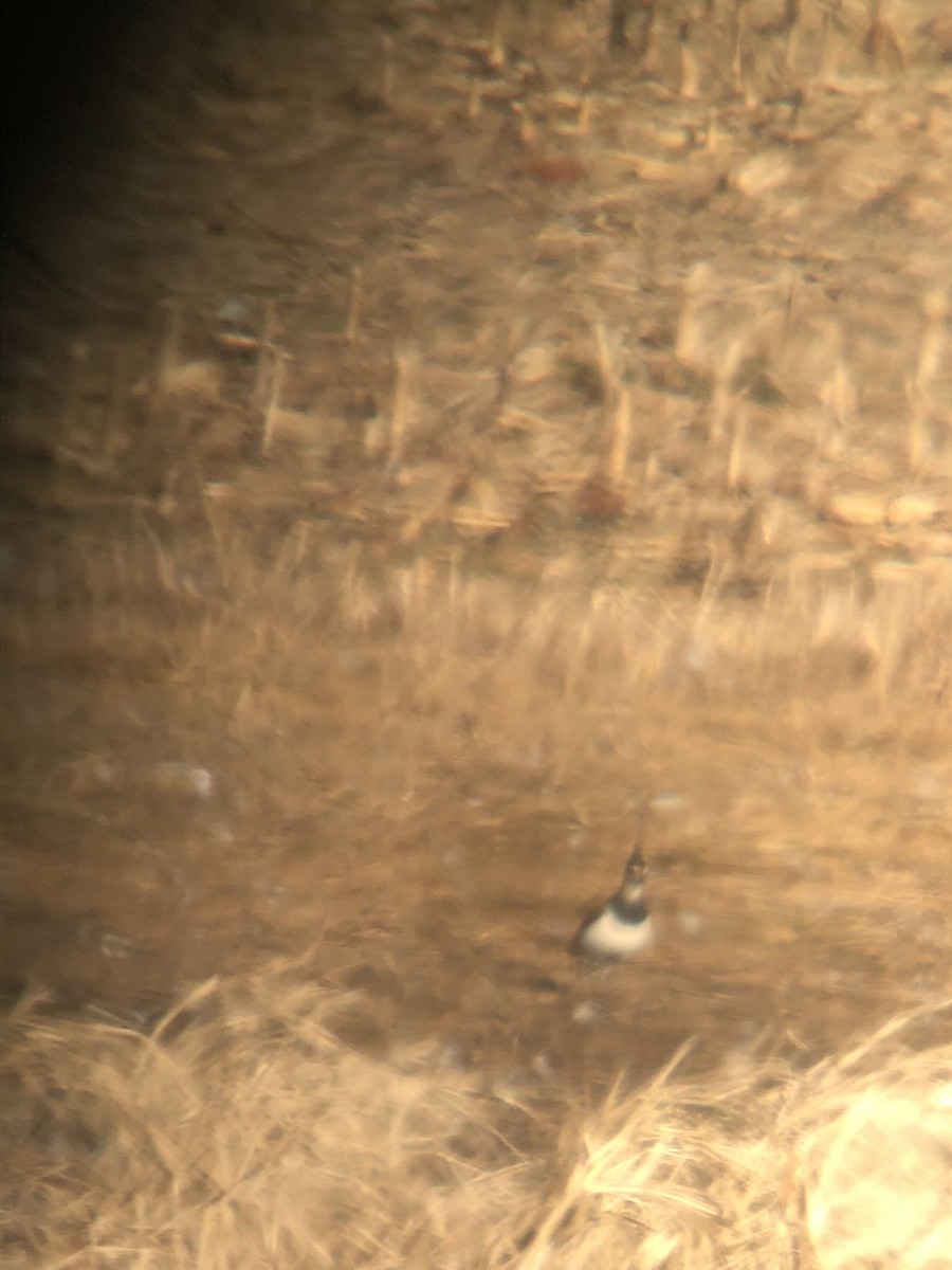 Northern Lapwing - ML398388771