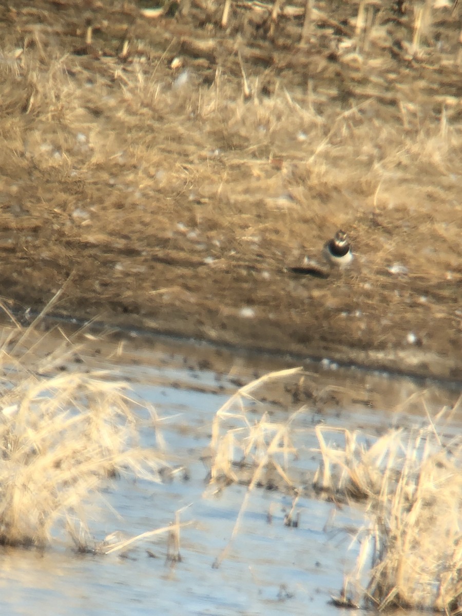 Pavoncella - ML398388781