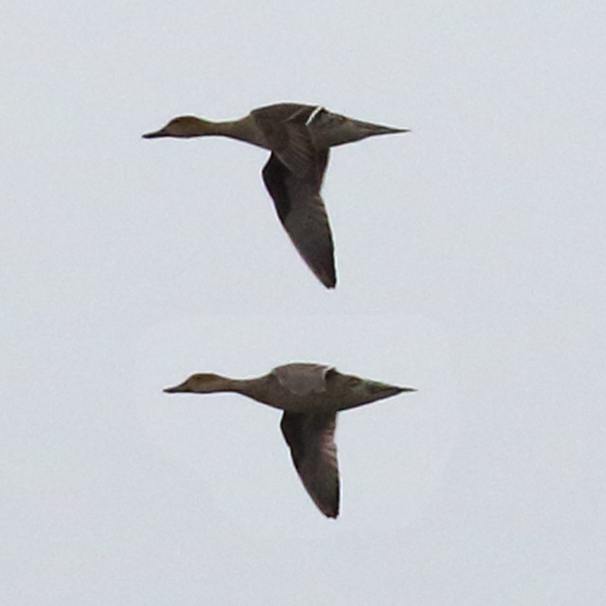 Northern Pintail - Dan Vickers