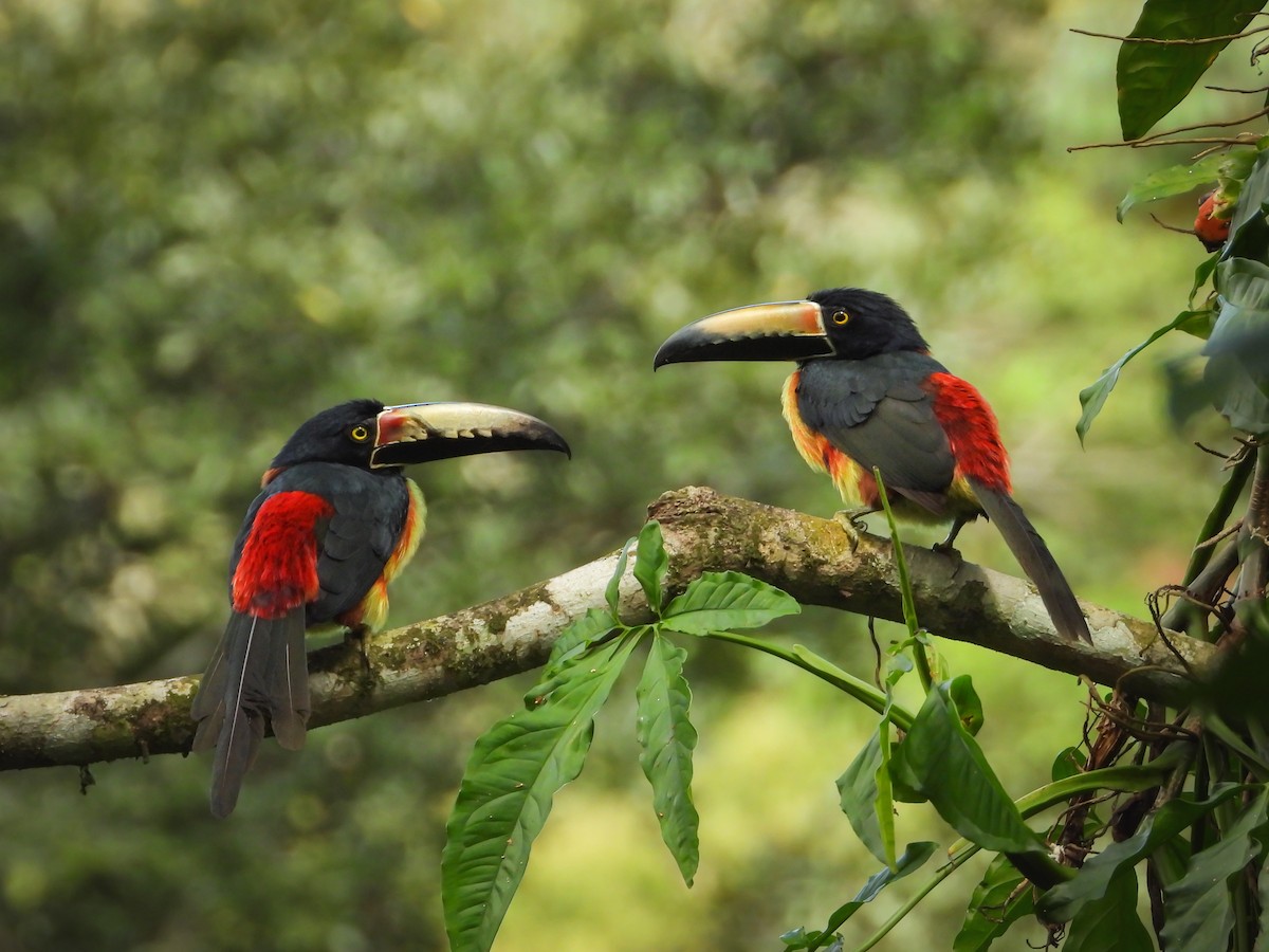 Collared Aracari - ML398390311