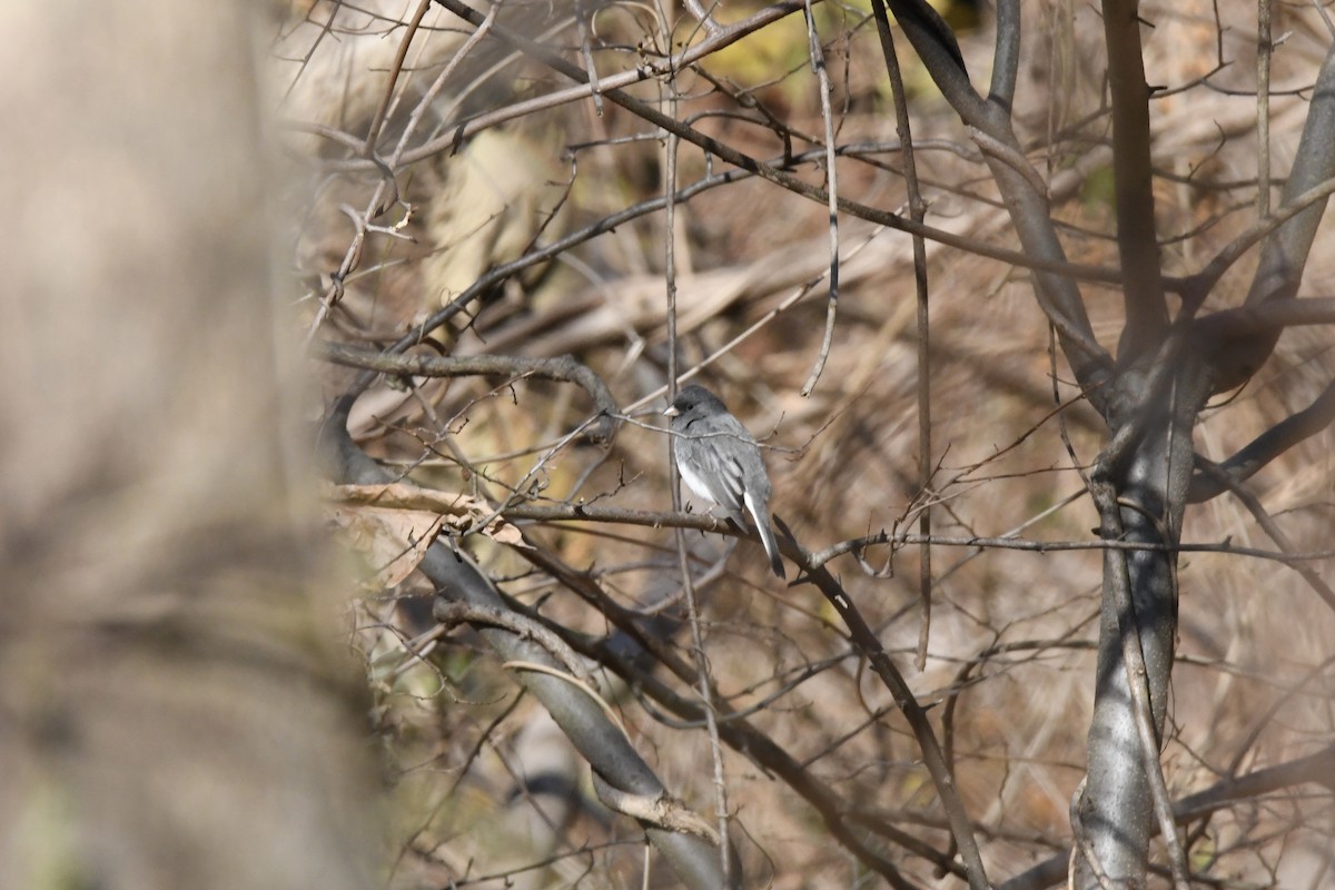 Dark-eyed Junco - ML398390351