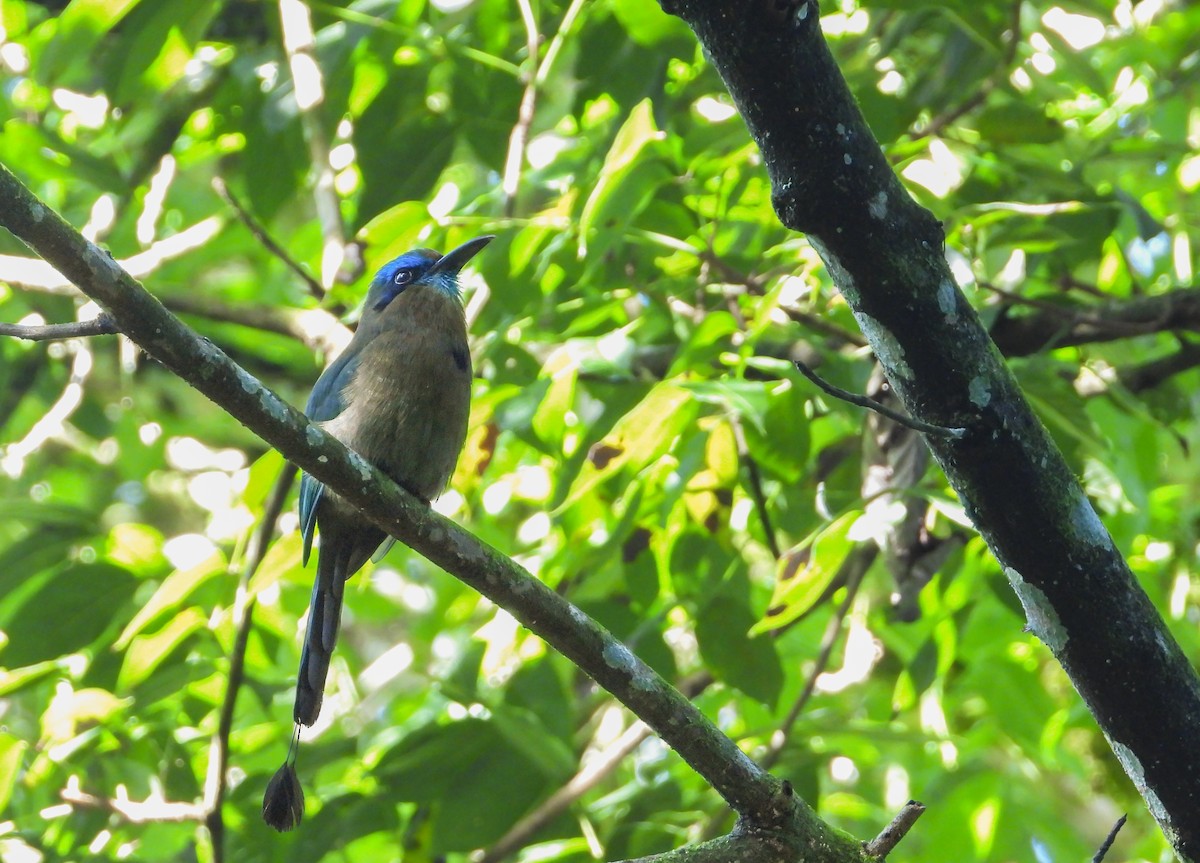 Keel-billed Motmot - ML398390521
