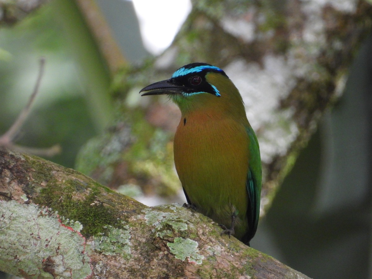 Lesson's Motmot - ML398390571