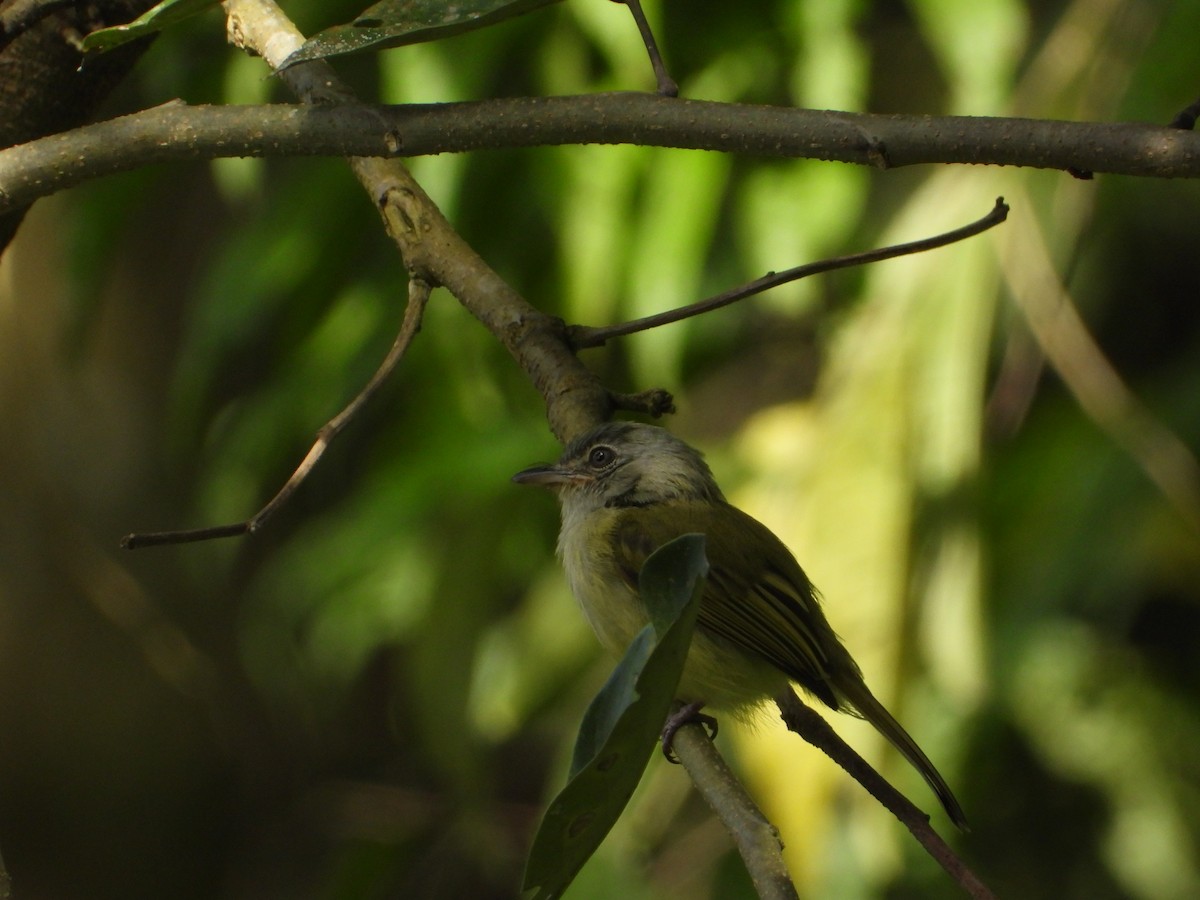 Yellow-olive Flatbill - ML398390731