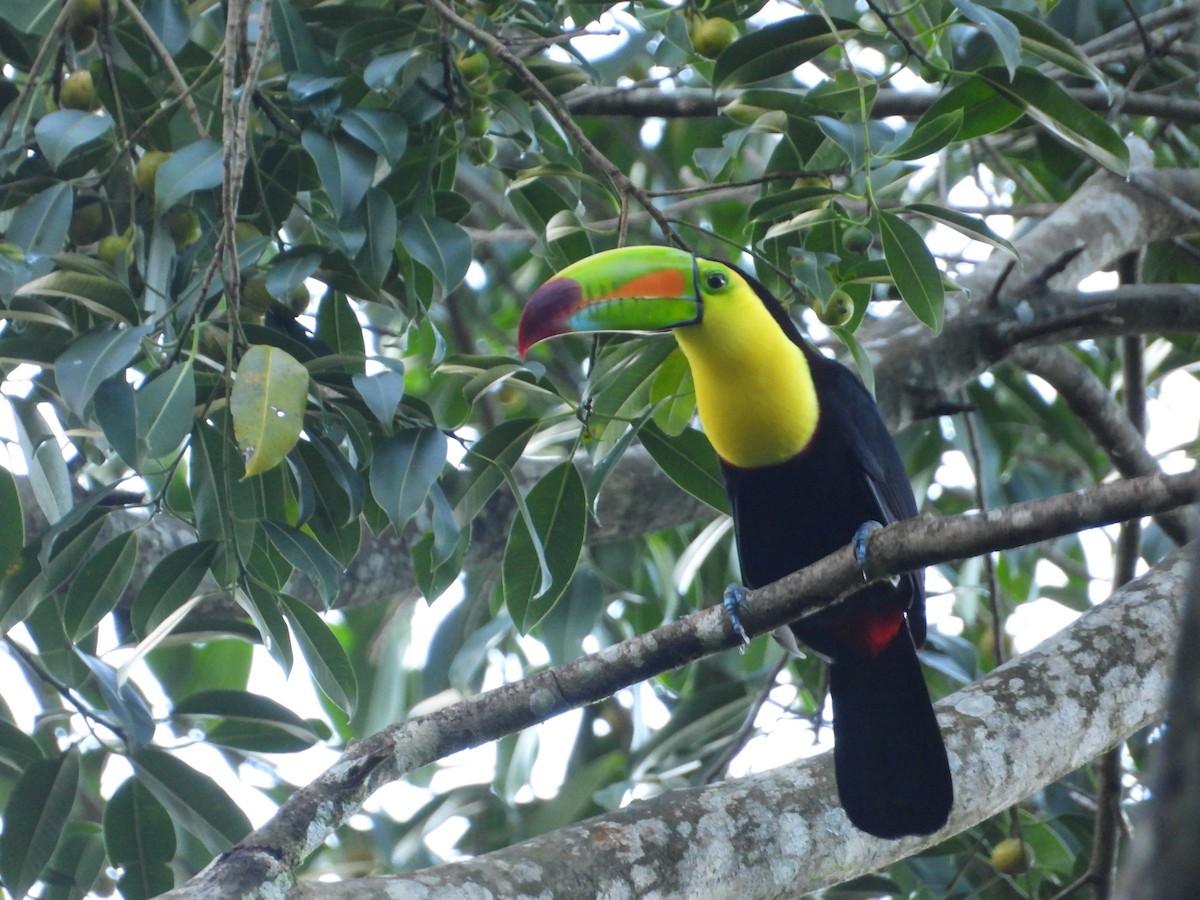 Keel-billed Toucan - ML398390811