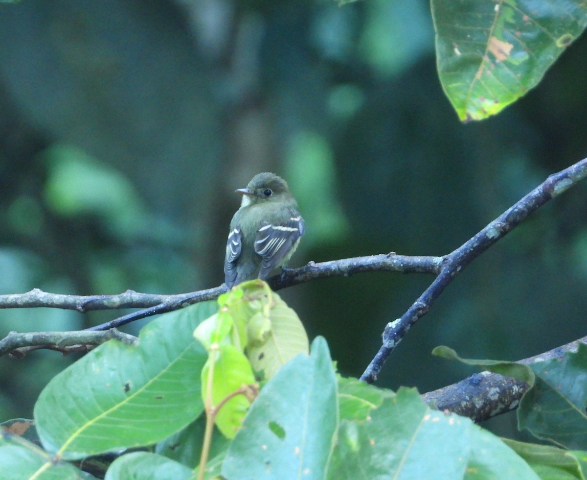 Yellow-bellied Flycatcher - ML398390881