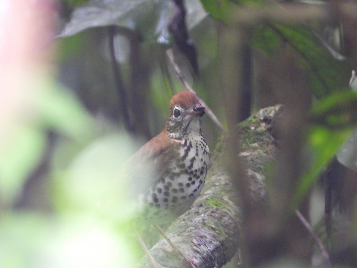 Wood Thrush - ML398391031