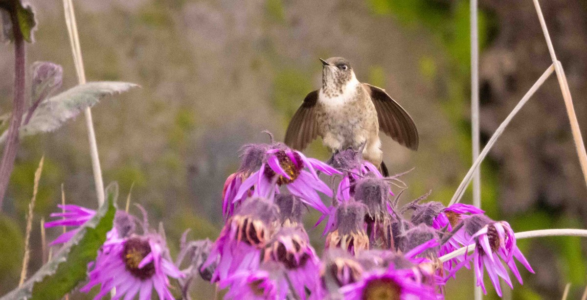 Colibri de Stübel - ML398392771