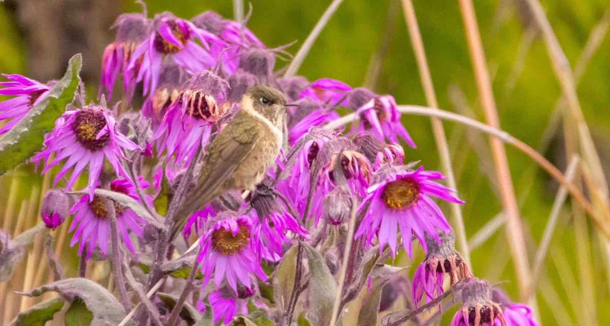 Colibri de Stübel - ML398392781