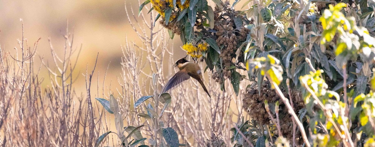 Colibri de Stübel - ML398392821