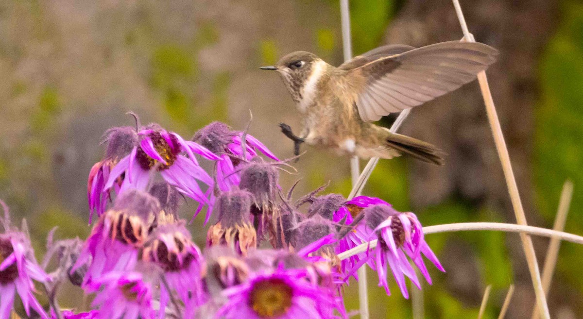 Colibri de Stübel - ML398392831