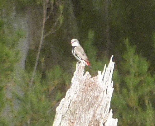 Diamond Firetail - ML398393001