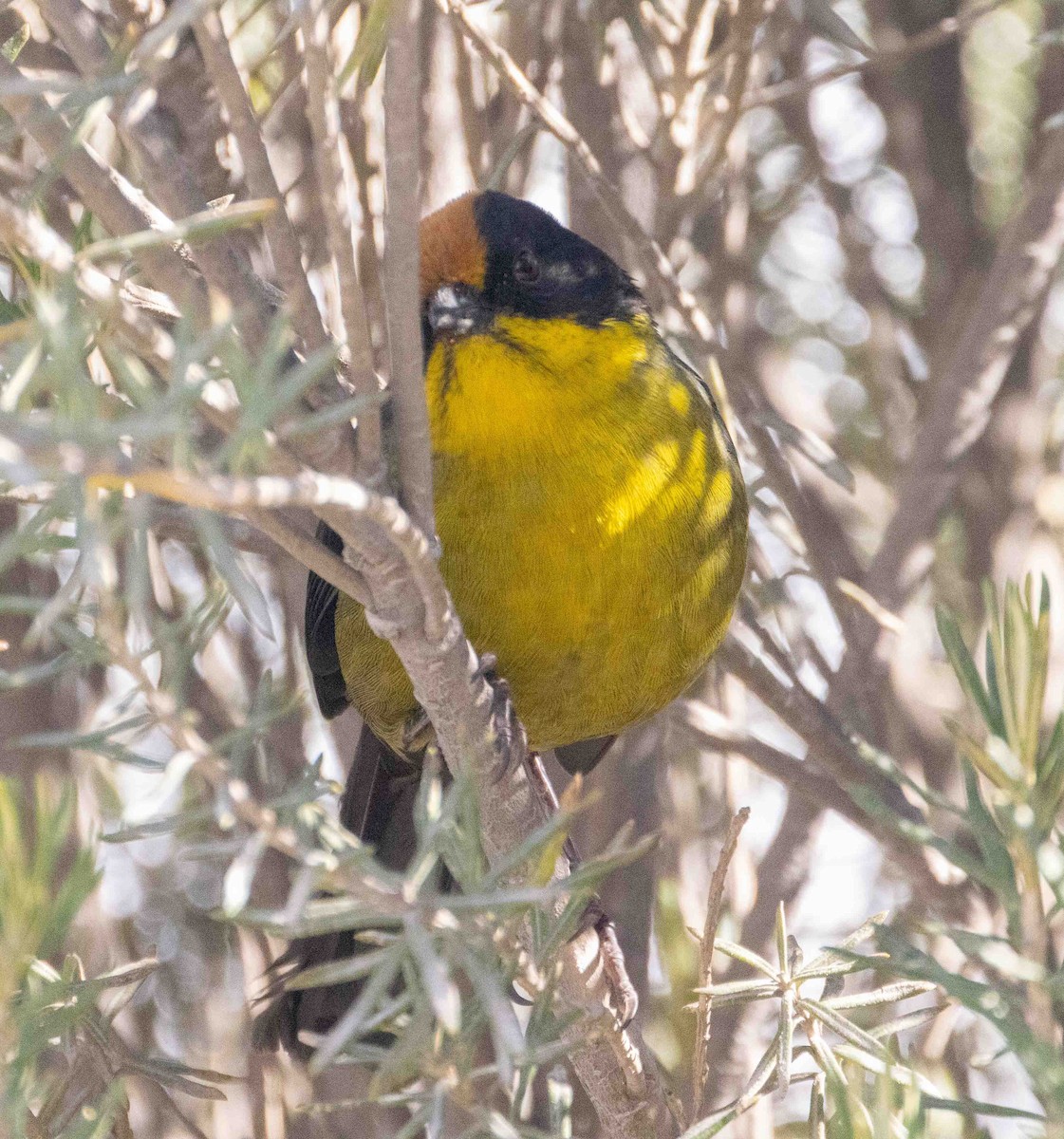 Pale-naped Brushfinch - ML398393261