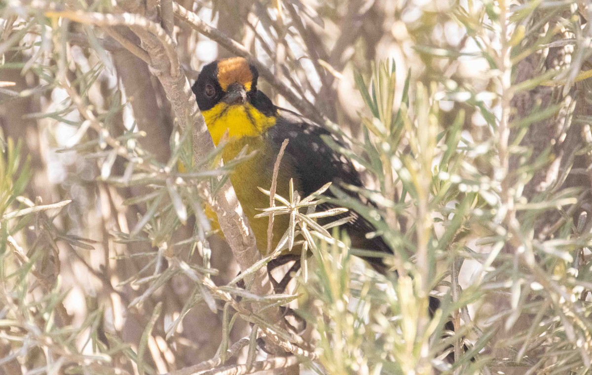 Pale-naped Brushfinch - ML398393271