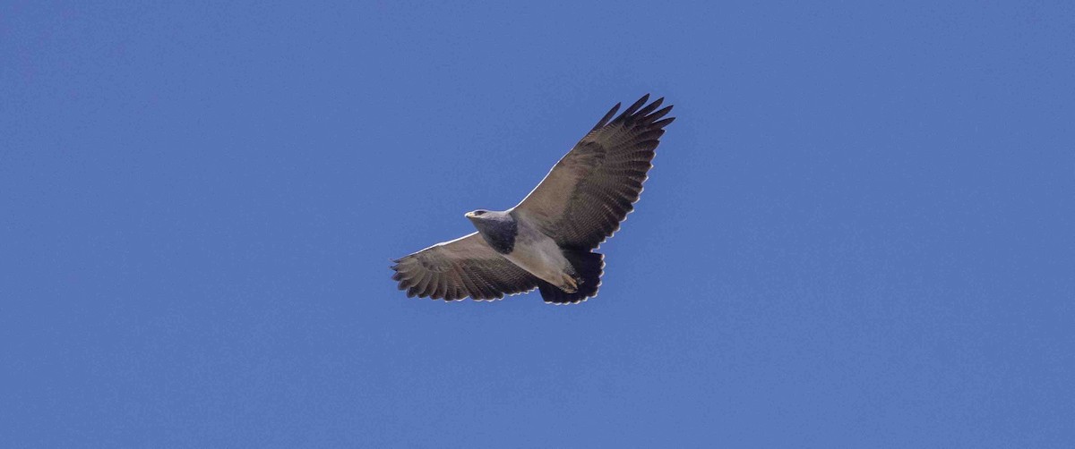 Black-chested Buzzard-Eagle - ML398393441