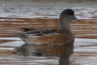 American Wigeon - ML39839451