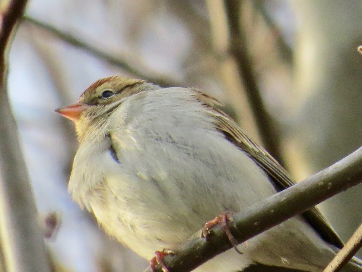 Chipping Sparrow - ML398396721