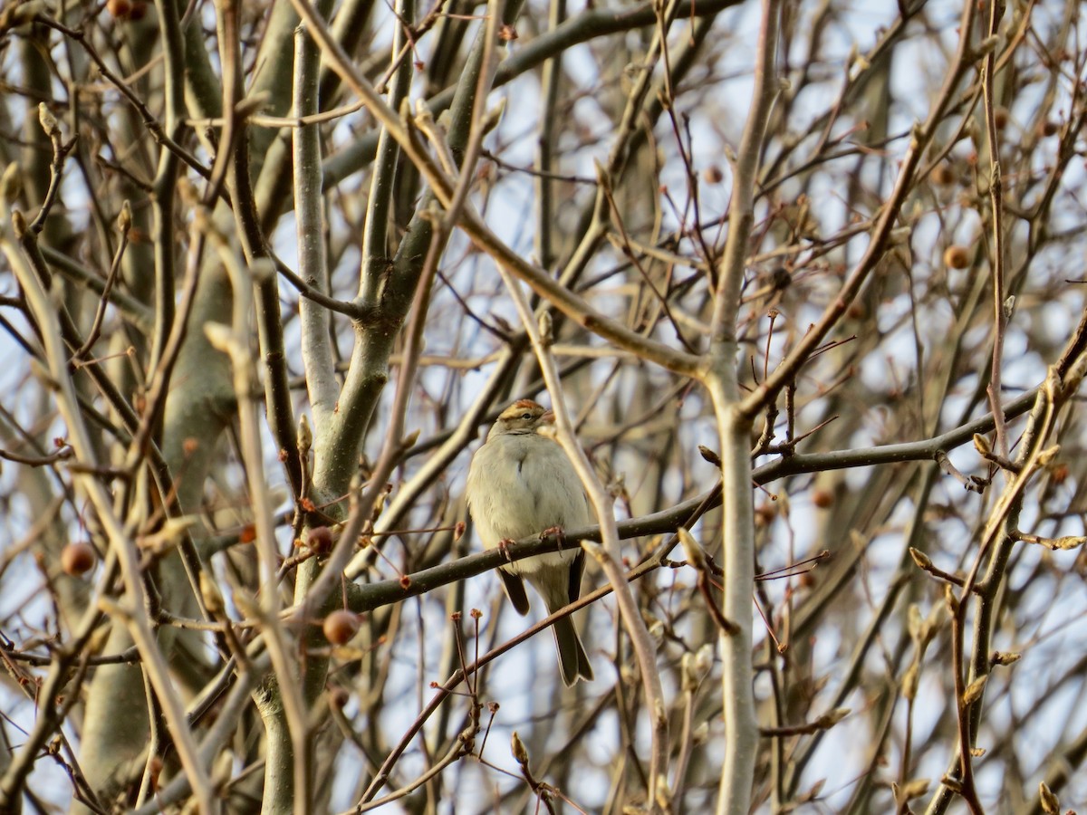 Chipping Sparrow - ML398396771