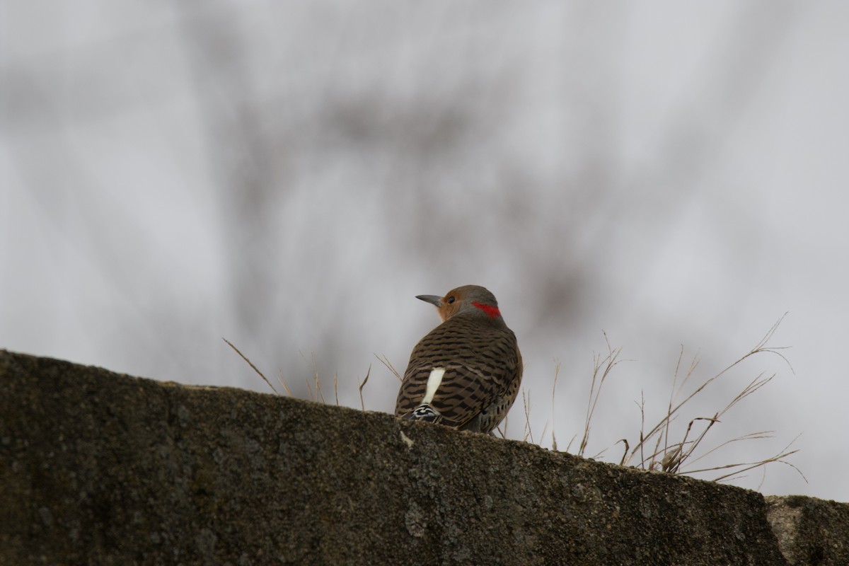 Northern Flicker - ML398401671