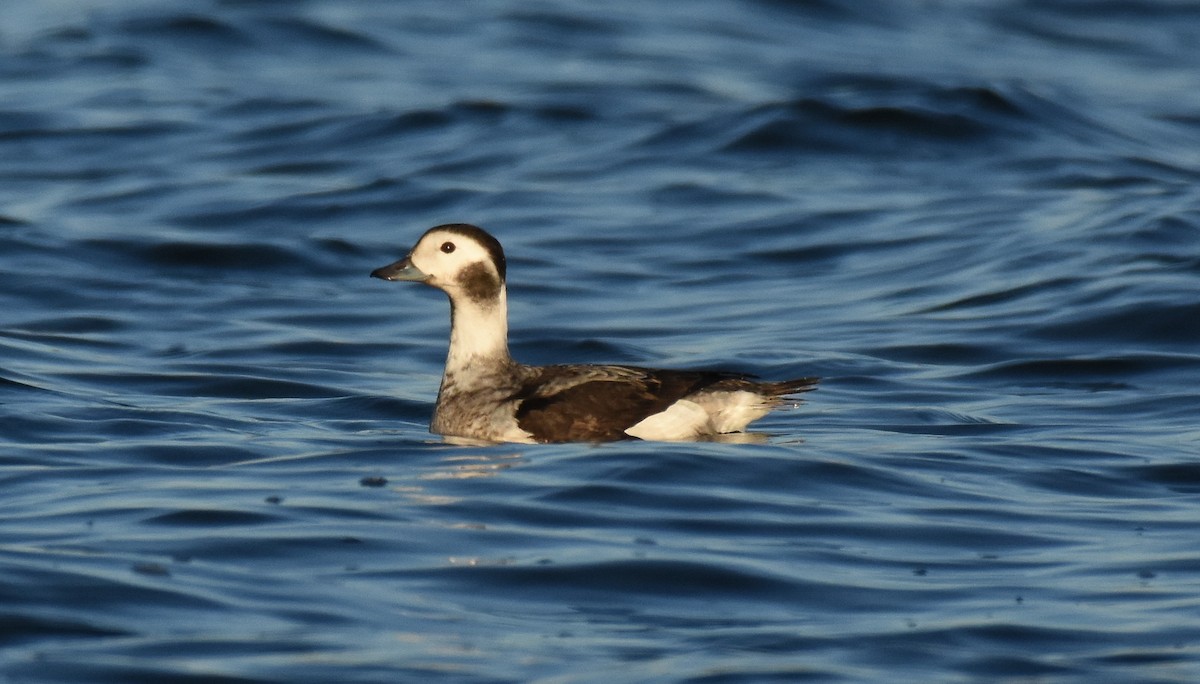 Long-tailed Duck - Patty Masten