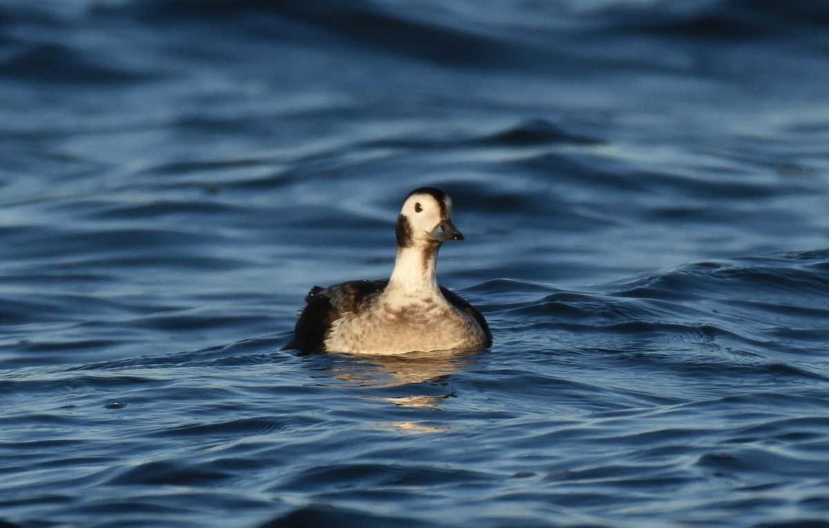 Long-tailed Duck - Patty Masten