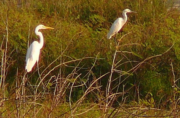 Little Egret - ML398402291