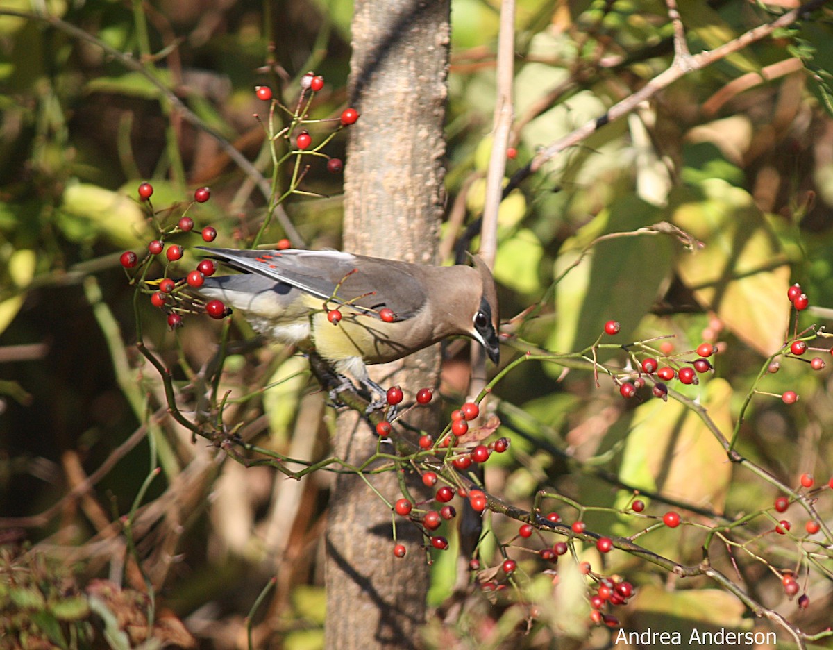 Cedar Waxwing - ML39840471