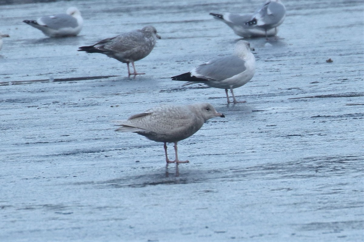 Glaucous Gull - ML398405071