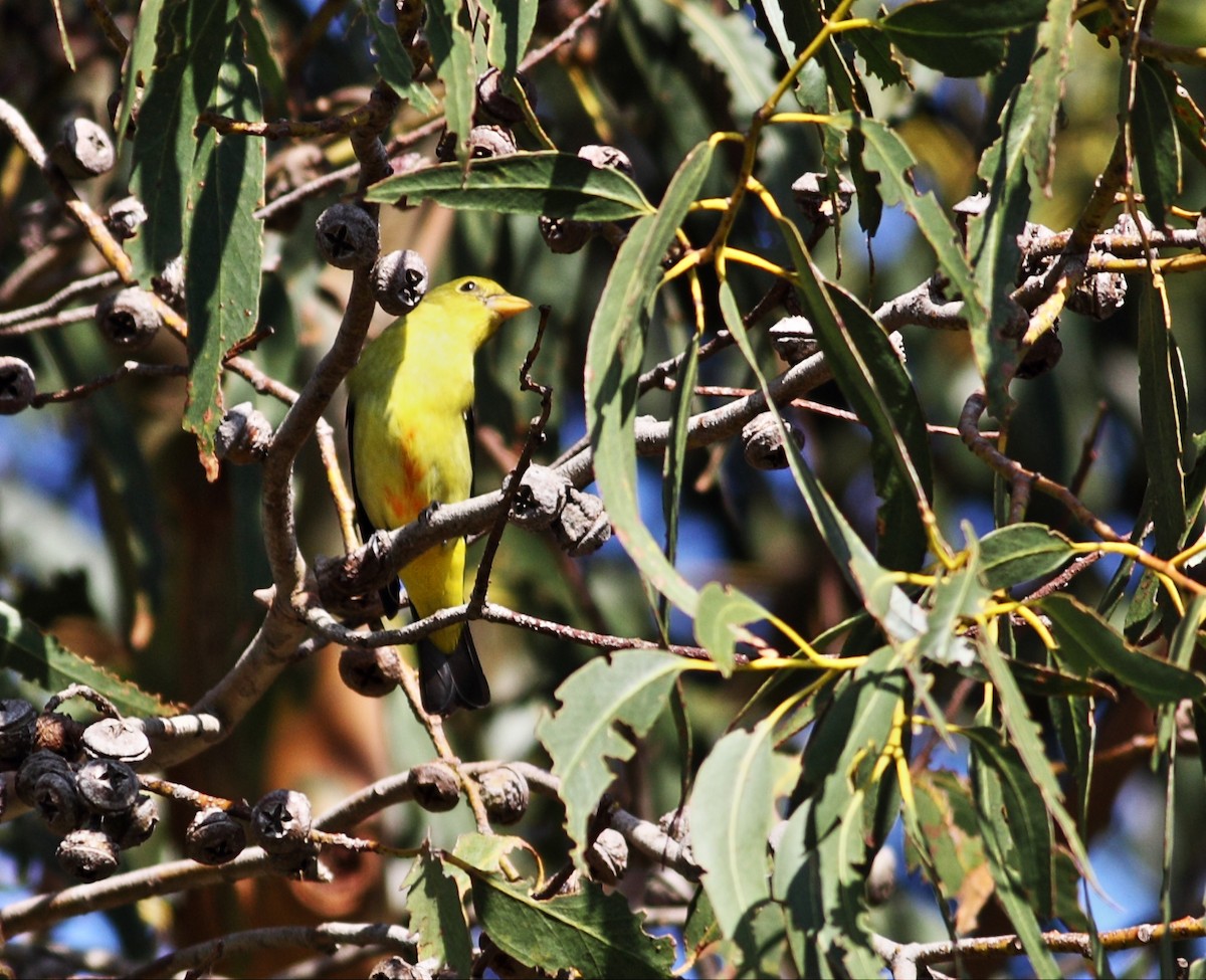 Scarlet Tanager - ML39840611