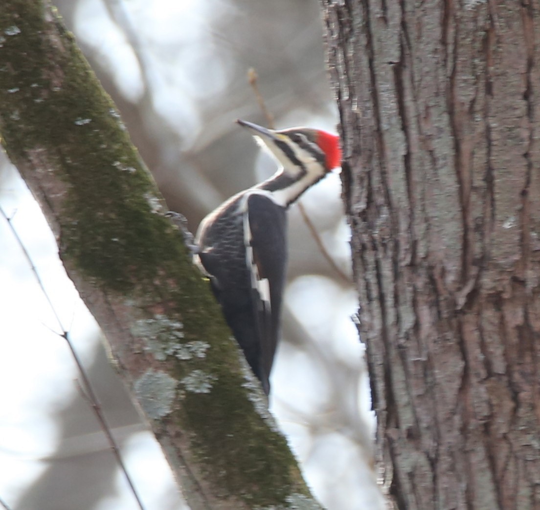 Pileated Woodpecker - ML398407641