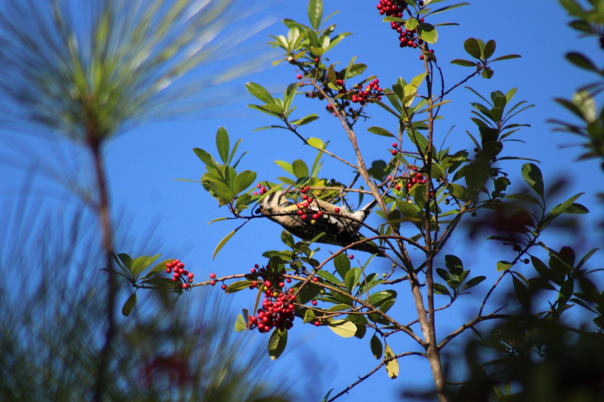 Yellow-bellied Sapsucker - ML398409081