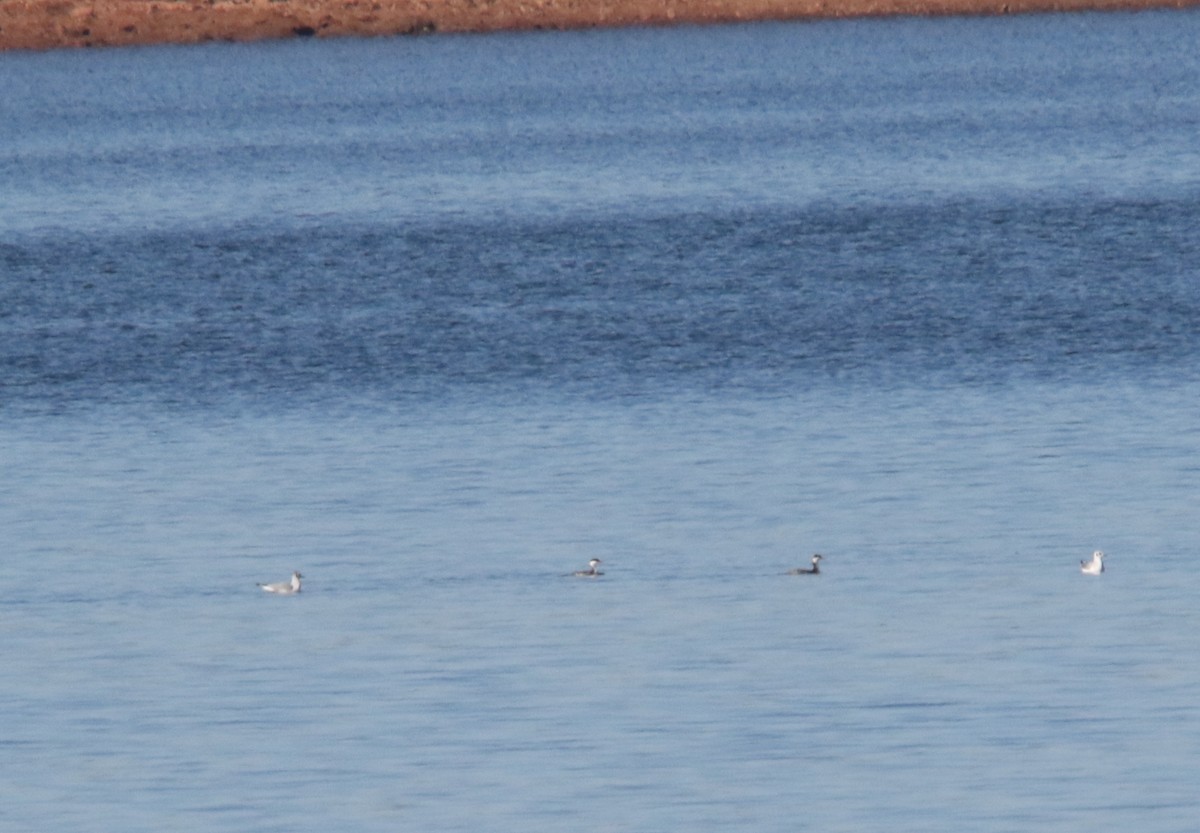 Horned Grebe - ML398409121