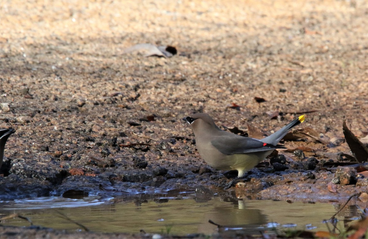 Cedar Waxwing - ML398409271