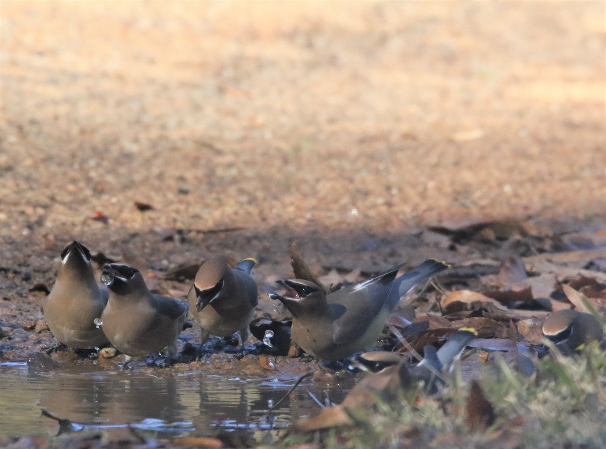 Cedar Waxwing - ML398409281